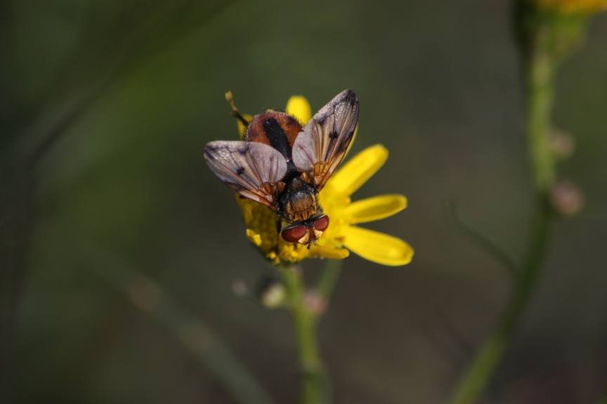 Ectophasia crassipennis